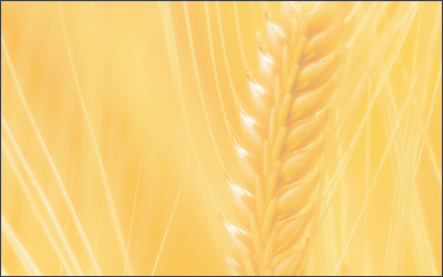 Webサイトのイメージ