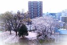 桜の季節には隣の一ツ木公園の桜を楽しめます。