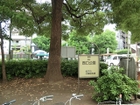 松戸駅西口のダイエー前の西口公園をみんなが集まり、楽しめ、会話が弾む、そんな公園づくりを目指して、夏の時期には「ビアガーデン」が行われたりします。