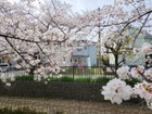 目の前には八条用水の桜並木があり、キレイです2024年4月撮影