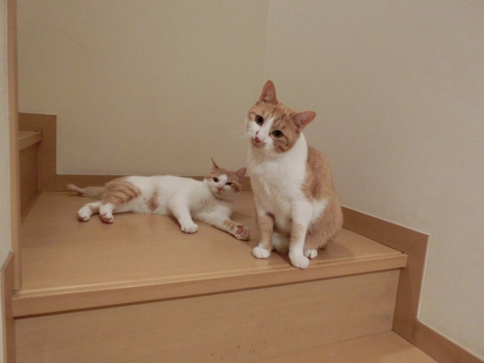 ２匹の猫が階段で戯れる様子